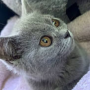 Mochi Mochi participe au concours pour gagner de l'argent avec cette photo : cat, kitten, gray_cat, pet, animal, feline, close_up, soft_texture, towel, curious, cute, cozy, indoor, whiskers, ears, fur, resting, young_cat, domestic_cat, looking_up