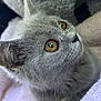 cat, kitten, gray_cat, pet, animal, feline, close_up, soft_texture, towel, curious, cute, cozy, indoor, whiskers, ears, fur, resting, young_cat, domestic_cat, looking_up