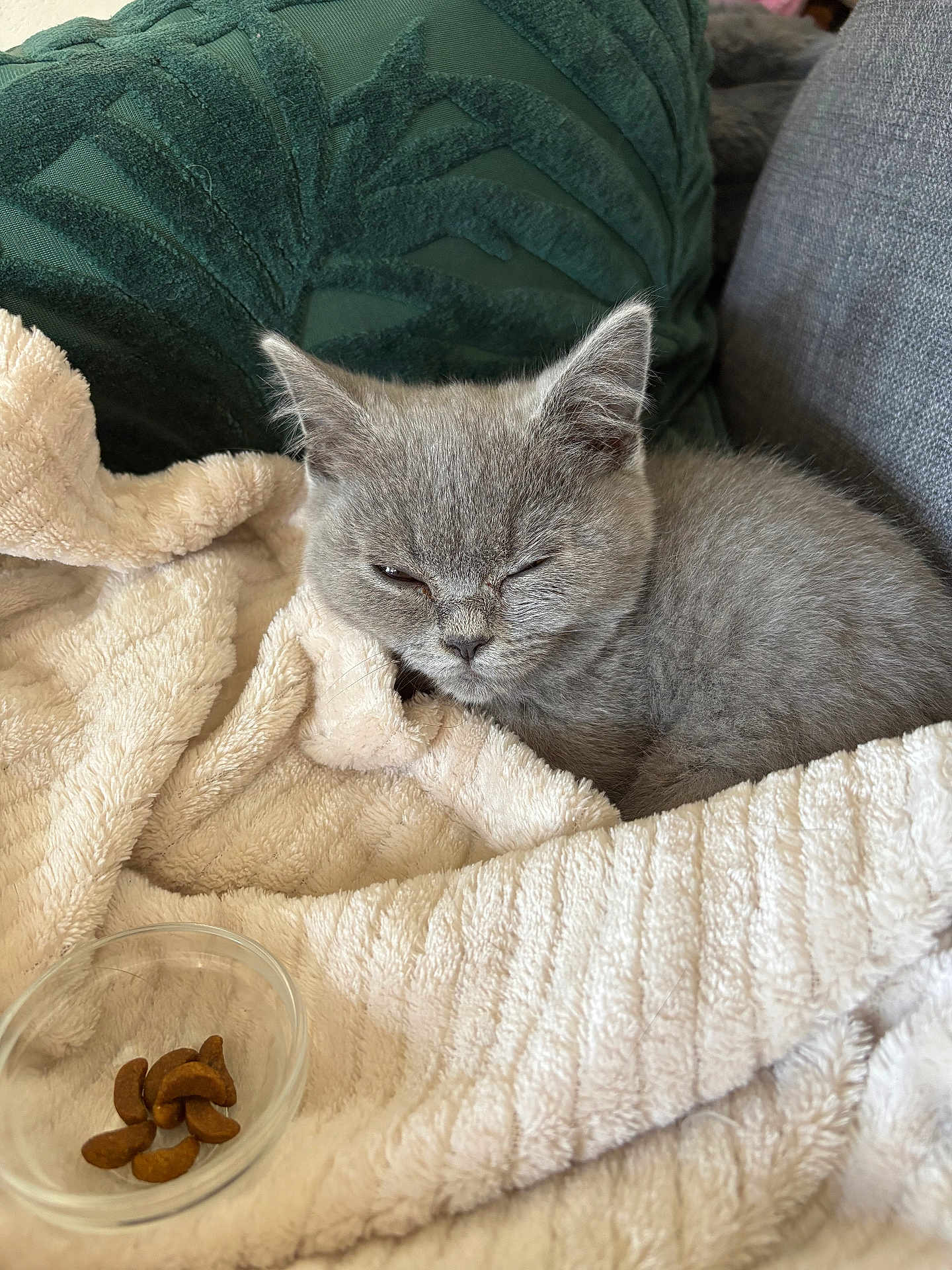 Mochi Mochi a rejoint le concours — aidez-le/la à gagner de superbes lots ! kitten, cat, gray_cat, blanket, cozy, couch, pet_food, bowl, indoor, resting, sleepy, fur, cute, domestic_cat, soft_texture, fluffy, relaxing, animal, small_pet, winking