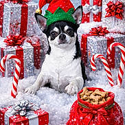 Enzo joined the competition — help win amazing prizes! animal, candy_canes, celebration, chihuahua, christmas, christmas_theme, cute, decorations, dog, dog_treats, elf_hat, festive, gift_boxes, holiday, pet, presents, red_bow, snow, snowfall, winter