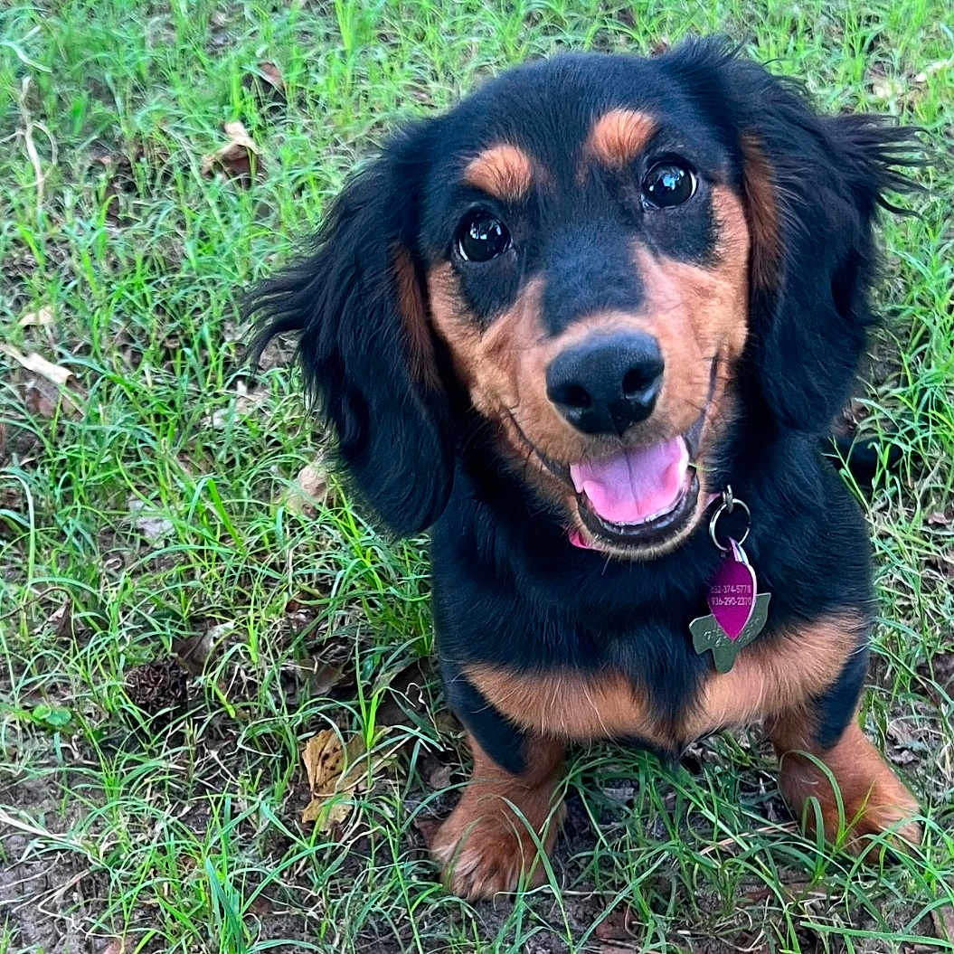 Molly Lou is registered to the contest to win money with this photo: animal, architecture, bodypart, building, canine, cockerspaniel, dog, field, grass, grassland, head, hound, mouth, nature, outdoors, person, pet, plant, puppy, vegetation