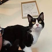 Ela a rejoint le concours — aidez-le/la à gagner de superbes lots ! cat, tuxedo_cat, pet, indoor, wall_art, picture_frame, glasses, partial_face, shoulder, whiskers, yellow_eyes, close_up, portrait, ceiling, wall, curious, sitting, paw, human_present, black_and_white_fur