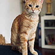 Phoebe participe au concours pour gagner de l'argent avec cette photo : cat, orange_tabby, pet, animal, feline, indoor, sitting, curious, fur, whiskers, ears, eyes, portrait, domestic_cat, soft_light, close_up, couch, furniture, home, blurred_background