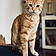 Phoebe