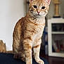 cat, orange_tabby, pet, animal, feline, indoor, sitting, curious, fur, whiskers, ears, eyes, portrait, domestic_cat, soft_light, close_up, couch, furniture, home, blurred_background