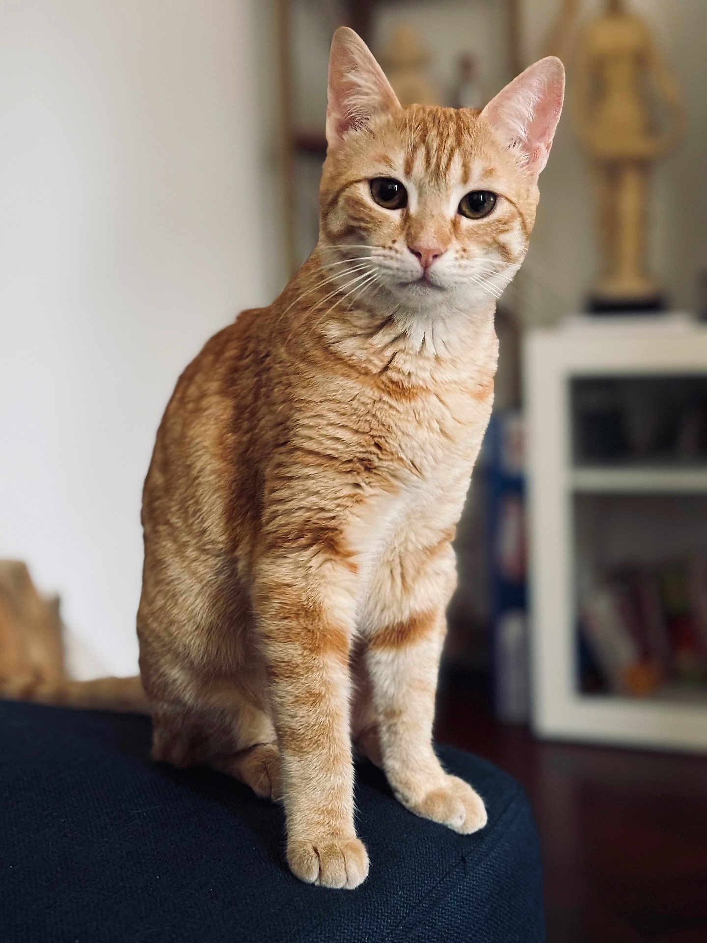 Phoebe participe au concours pour gagner de l'argent avec cette photo : cat, orange_tabby, pet, animal, feline, indoor, sitting, curious, fur, whiskers, ears, eyes, portrait, domestic_cat, soft_light, close_up, couch, furniture, home, blurred_background