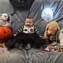 Judith participe au concours pour gagner de l'argent avec cette photo : baby, panda_outfit, black_tutu, smiling, plush_toy, pumpkin, jack_o_lantern, candy, halloween_mask, gray_blanket, costume, cute, festive, decorations, happy, sitting, indoors, child, toy_dog, toy_frog