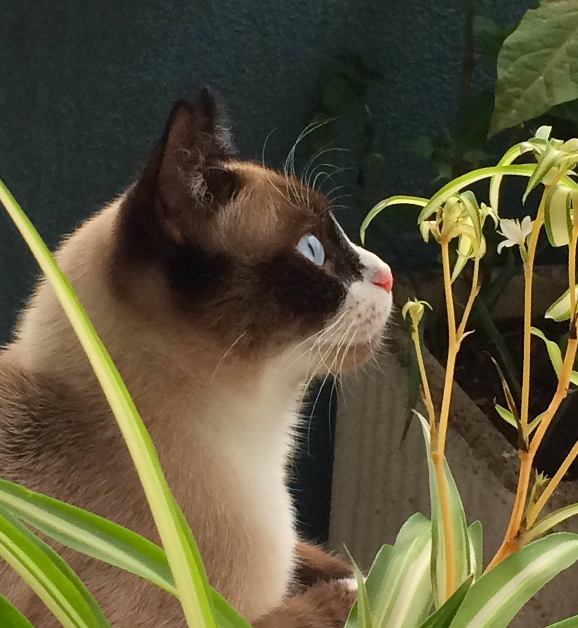 Rox participe au concours pour gagner de l'argent avec cette photo : carnivore, cat, domestic_short_haired_cat, fawn, felidae, flower, fur, grass, herb, houseplant, pedicel, plant, siamese, small_to_medium_sized_cats, snout, tail, terrestrial_animal, terrestrial_plant, whiskers, wildlife