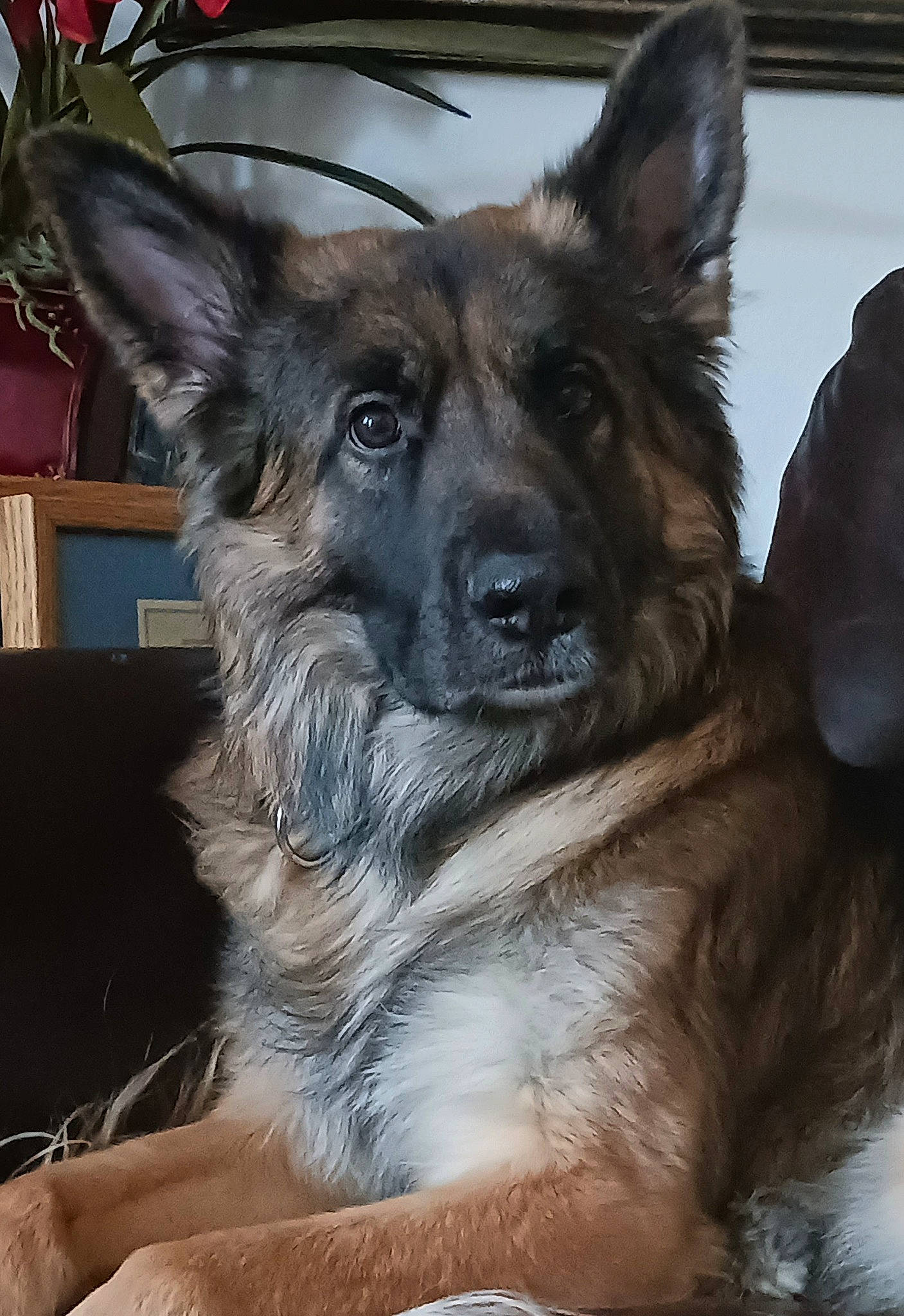 Jango joined the competition — help win amazing prizes! canidae, carnivore, companion_dog, dog, dog_breed, dog_supply, east_european_shepherd, fawn, fur, german_shepherd_dog, guard_dog, herding_dog, houseplant, king_shepherd, plant, snout, sporting_group, whiskers, working_animal, working_dog