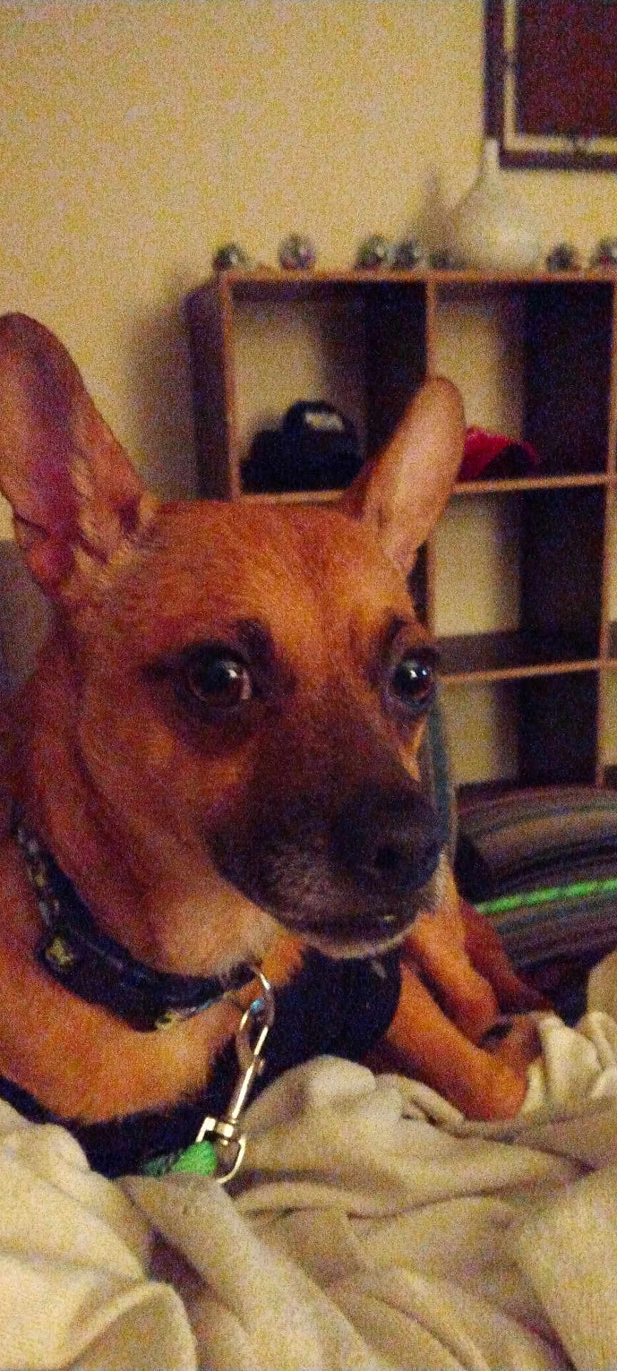 Tex