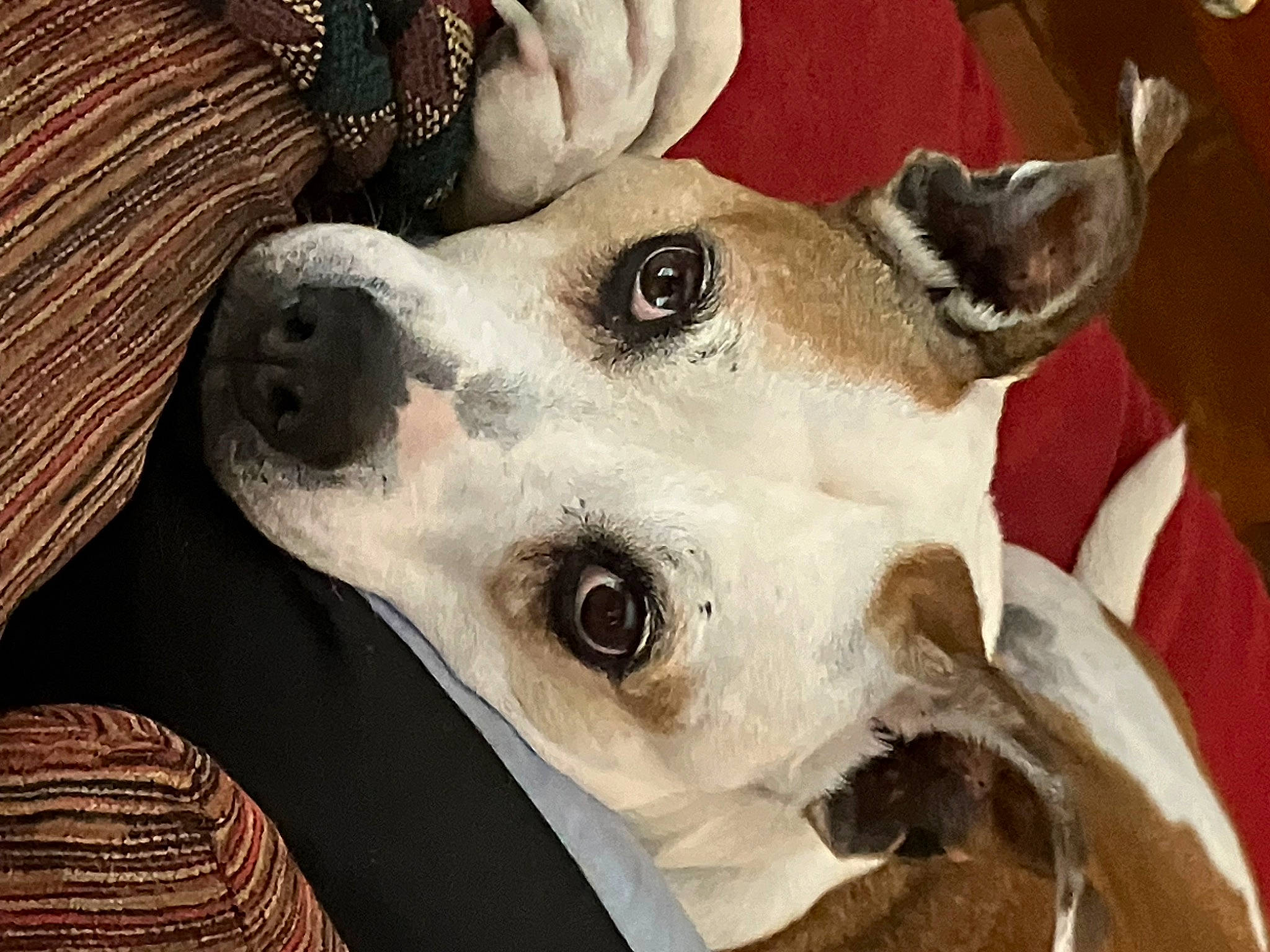 Ginger is registered to the contest to win money with this photo: ancient_dog_breeds, canidae, carnivore, collar, companion_dog, dog, dog_breed, dog_collar, ear, fawn, fur, guard_dog, non_sporting_group, paw, selfie, snout, sporting_group, sunglasses, whiskers, working_animal