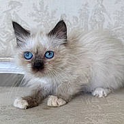 Billie joined the competition — help win amazing prizes! kitten, cat, blue_eyes, fluffy, fur, pet, animal, cute, indoor, close_up, whiskers, paws, face, ears, young, mammal, domestic, feline, texture, curious