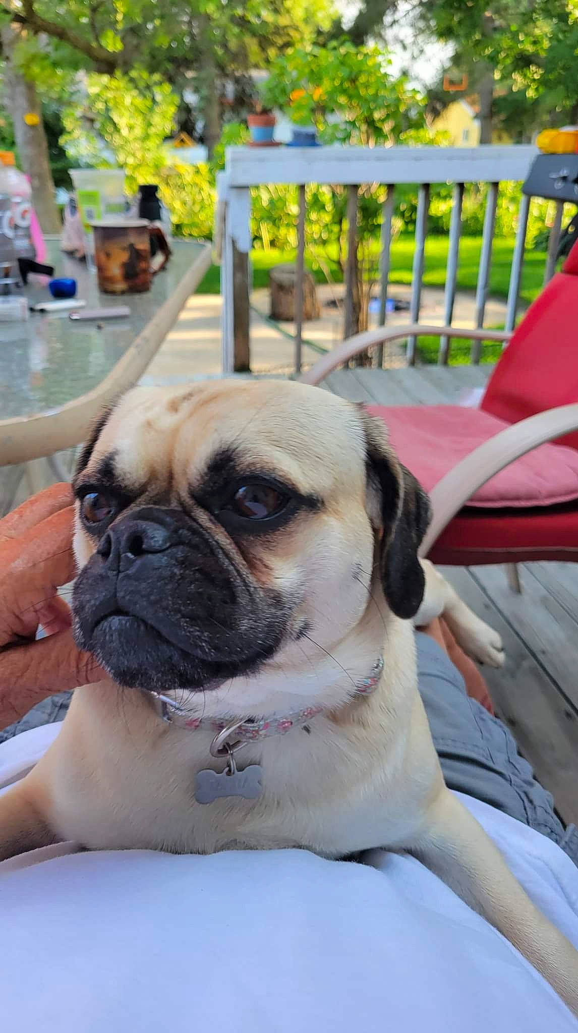 Tasha is registered to the contest to win money with this photo: canidae, carnivore, chair, collar, companion_dog, dog, dog_breed, dog_collar, event, fawn, grass, house, leisure, mammal, plant, snout, sporting_group, toy_dog, working_animal, wrinkle