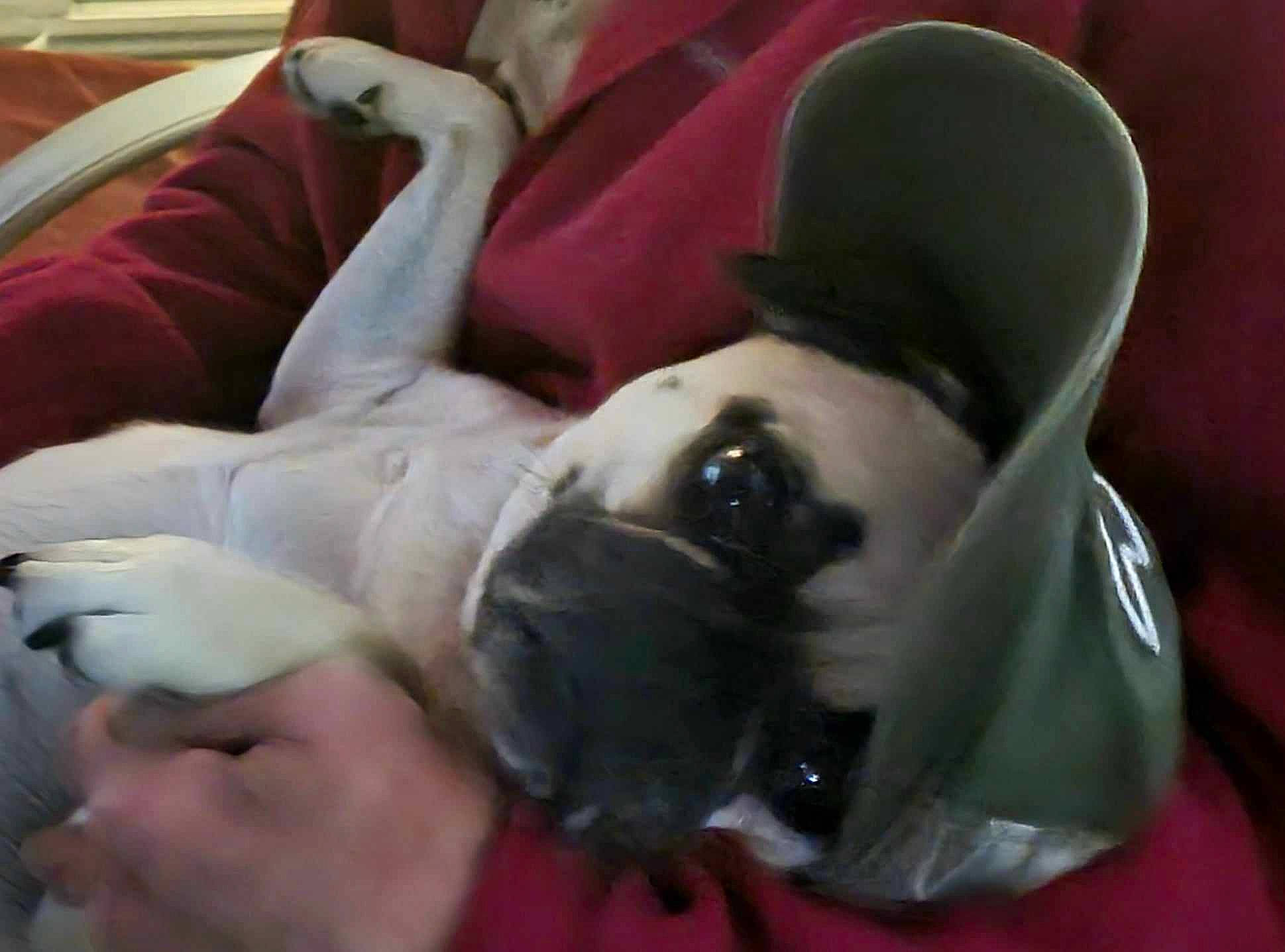 Tasha is registered to the contest to win money with this photo: canidae, carnivore, comfort, companion_dog, dog, dog_breed, dog_collar, ear, eyewear, fawn, fur, guard_dog, hat, nail, snout, sporting_group, sunglasses, toy_dog, working_animal, wrinkle