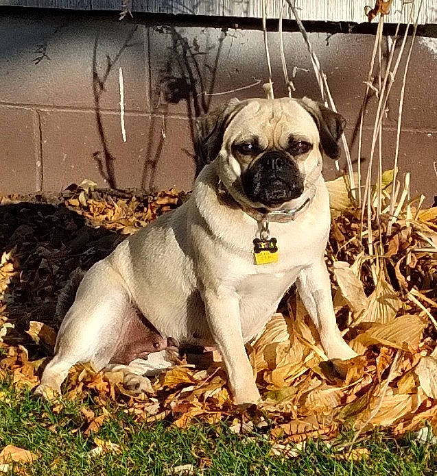 Tasha joined the competition — help win amazing prizes! canidae, carnivore, collar, companion_dog, dog, dog_breed, dog_collar, fawn, garden_hose, grass, pet_supply, plant, pug, snout, soil, sporting_group, toy_dog, tree, working_animal, wrinkle