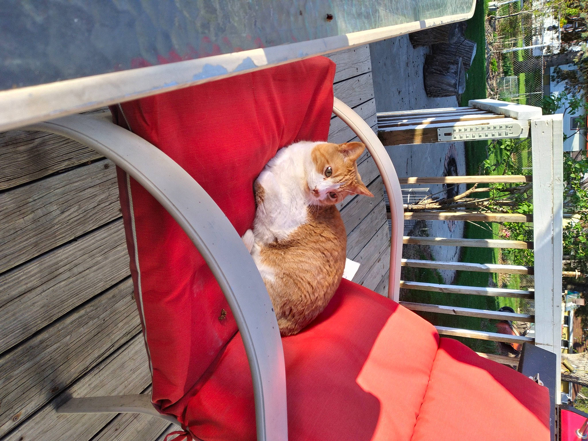 Tiki joined the competition — help win amazing prizes! boats_and_boating_equipment_and_supplies, canidae, carnivore, chair, comfort, companion_dog, deck, dog_breed, fawn, felidae, fur, handrail, leisure, outdoor_furniture, plant, small_to_medium_sized_cats, sporting_group, tail, water, wood