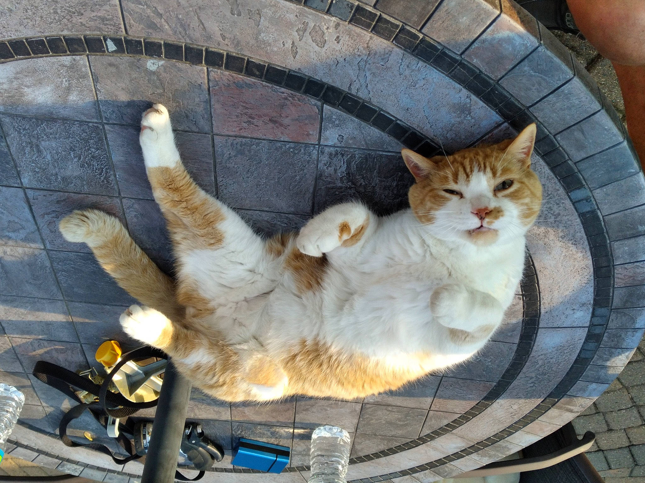 Tiki is registered to the contest to win money with this photo: automotive_tire, bicycle_handlebar, bicycle_tire, carnivore, cat, domestic_short_haired_cat, fawn, felidae, fur, metal, paw, rim, small_to_medium_sized_cats, snout, spoke, tail, tire, wheel, whiskers, wood