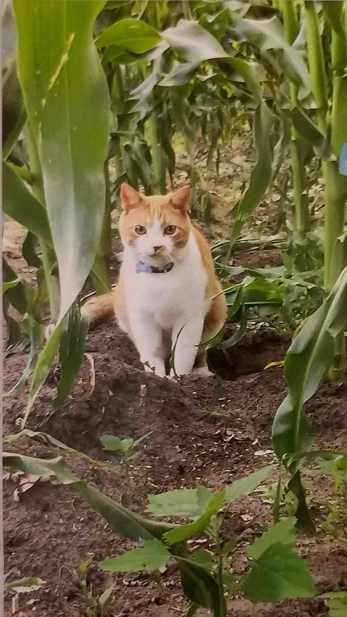 Tiki joined the competition — help win amazing prizes! carnivore, cat, domestic_short_haired_cat, fawn, felidae, fur, grass, groundcover, plant, plant_stem, small_to_medium_sized_cats, snout, soil, tail, terrestrial_animal, terrestrial_plant, tree, whiskers, wildlife