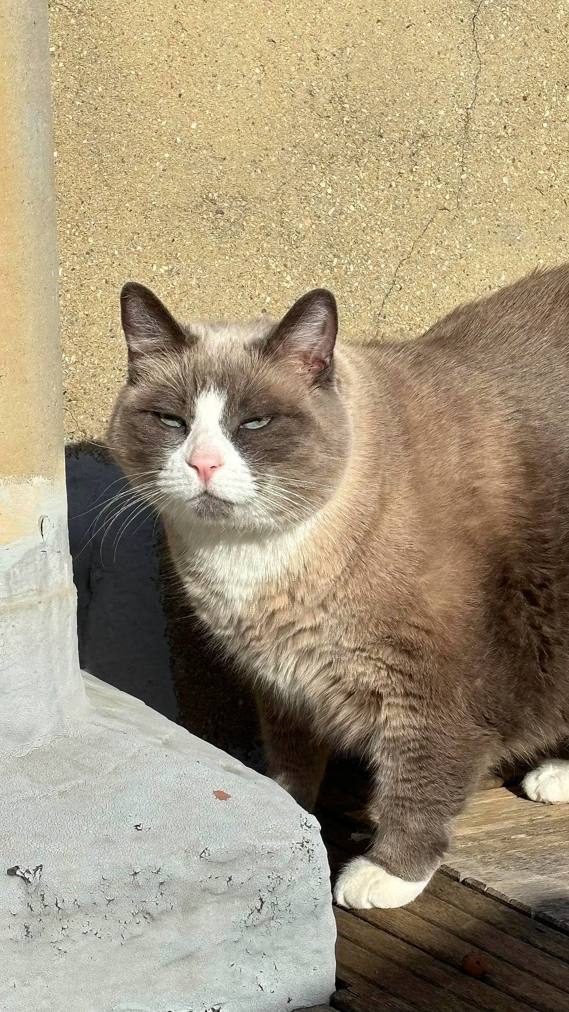 Ishka a rejoint le concours — aidez-le/la à gagner de superbes lots ! carnivore, cat, concrete, domestic_short_haired_cat, eye, felidae, fur, grey, head, paw, road_surface, sitting, small_to_medium_sized_cats, snout, tail, terrestrial_animal, whiskers, window