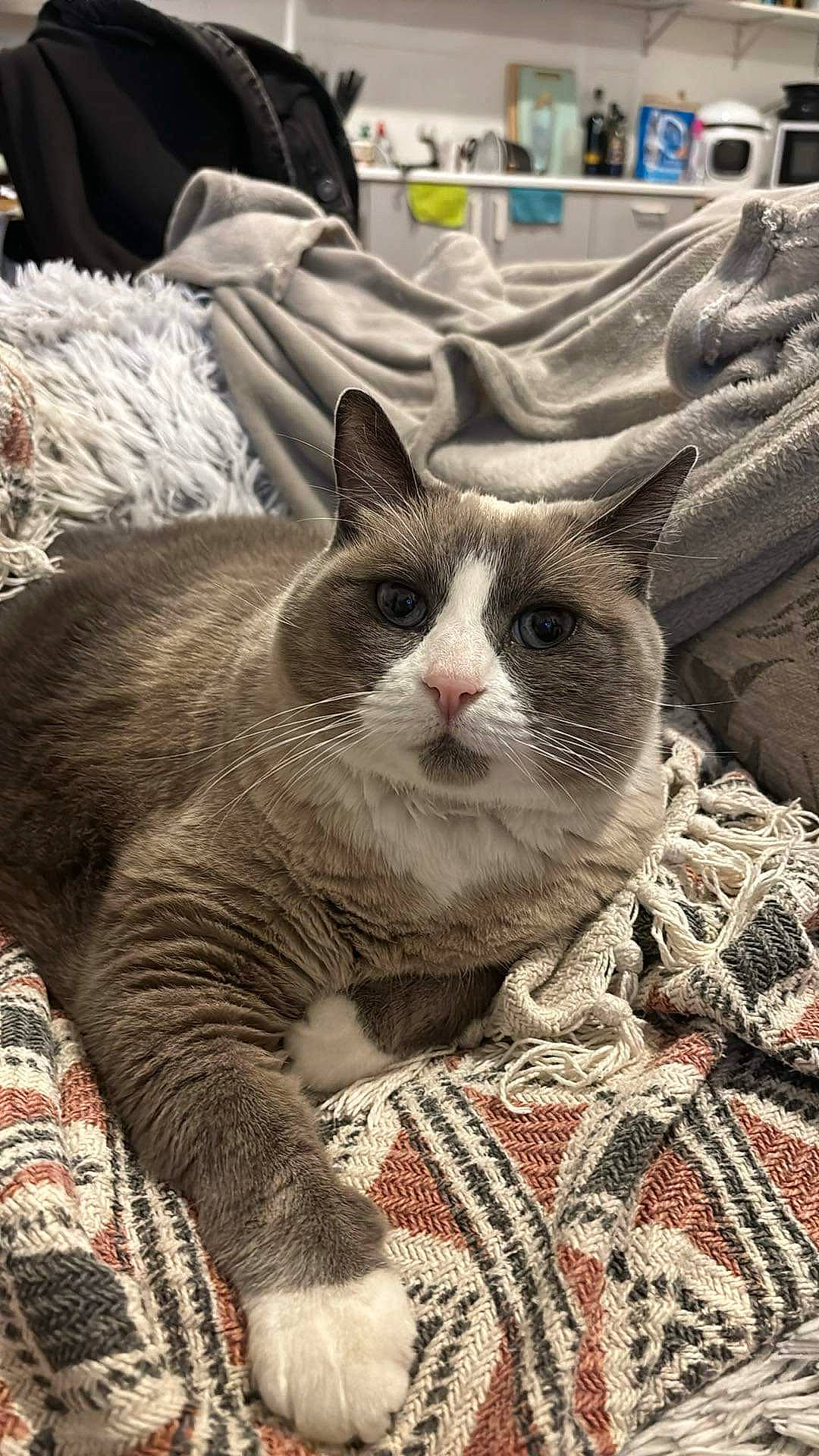 Ishka a rejoint le concours — aidez-le/la à gagner de superbes lots ! carnivore, cat, comfort, domestic_short_haired_cat, felidae, fur, grass, linens, nap, pattern, plant, small_to_medium_sized_cats, snout, terrestrial_animal, tree, whiskers