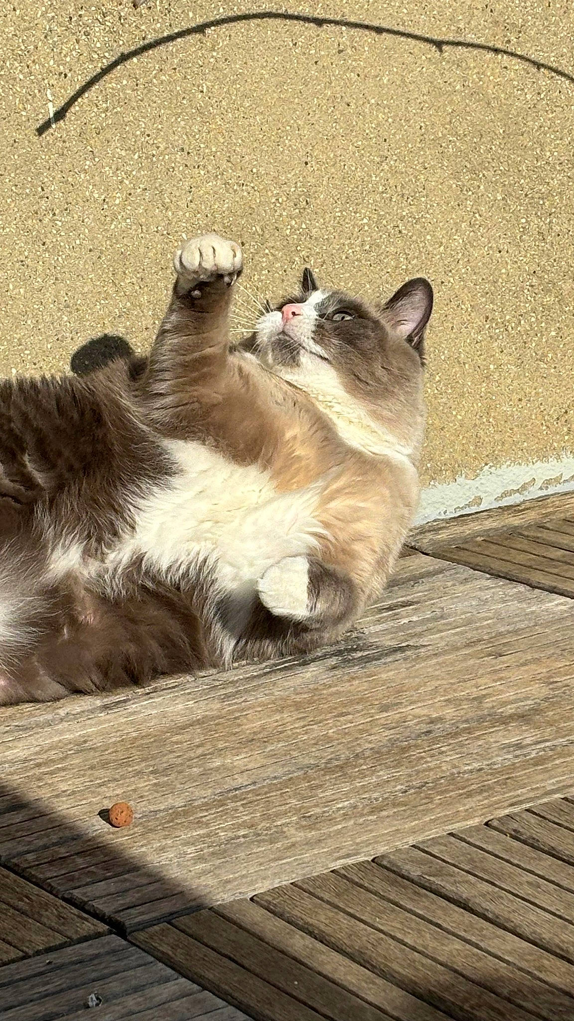 Ishka participe au concours pour gagner de l'argent avec cette photo : carnivore, cat, claw, domestic_short_haired_cat, fawn, felidae, floor, flooring, fur, grey, hardwood, paw, sitting, small_to_medium_sized_cats, snout, tail, terrestrial_animal, whiskers, wildlife, wood