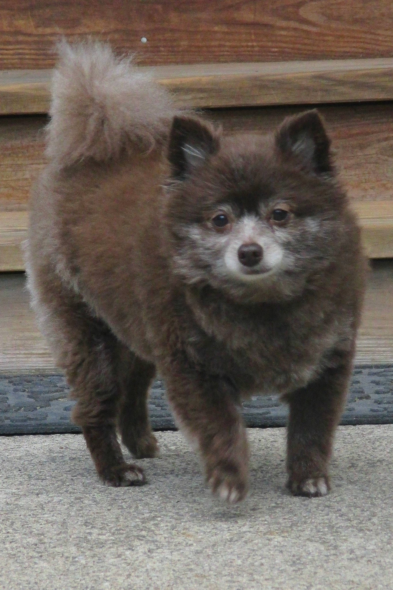 Piper joined the competition — help win amazing prizes! canidae, canis, carnivore, claw, companion_dog, dog_breed, fawn, fur, grey, procyon, procyonidae, sitting, snout, tail, terrestrial_animal, whiskers, wildlife, window, wood, zoo