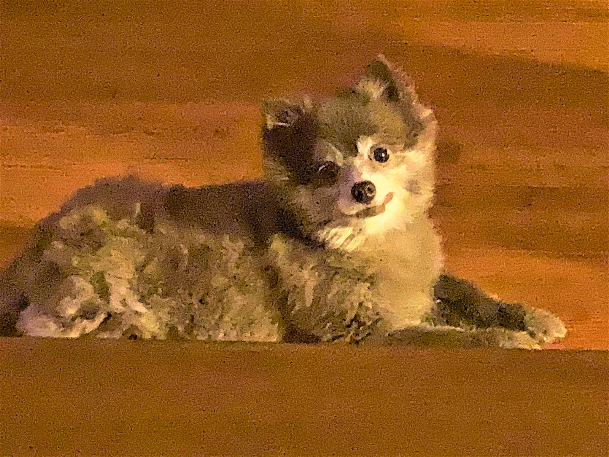 Piper is registered to the contest to win money with this photo: canidae, carnivore, companion_dog, corgi_chihuahua, dog, dog_breed, dog_supply, fawn, fur, german_spitz, non_sporting_group, paw, snout, sporting_group, tail, terrestrial_animal, toy_dog, whiskers, wildlife, working_animal