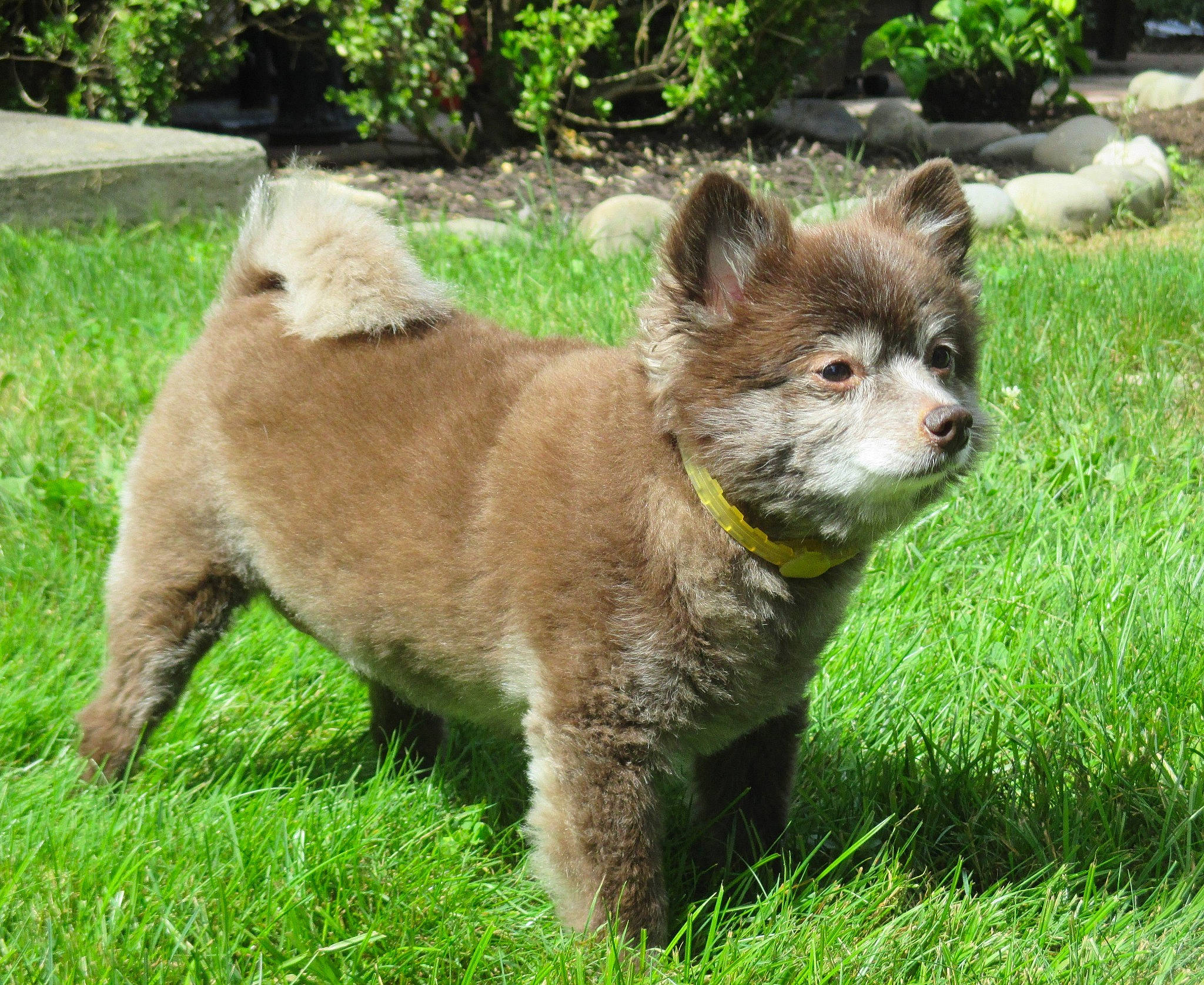 Piper joined the competition — help win amazing prizes! ancient_dog_breeds, canidae, carnivore, companion_dog, dog, dog_breed, fawn, fur, grass, groundcover, liver, non_sporting_group, plant, snout, sporting_group, tail, terrestrial_animal, whiskers, wildlife, working_animal