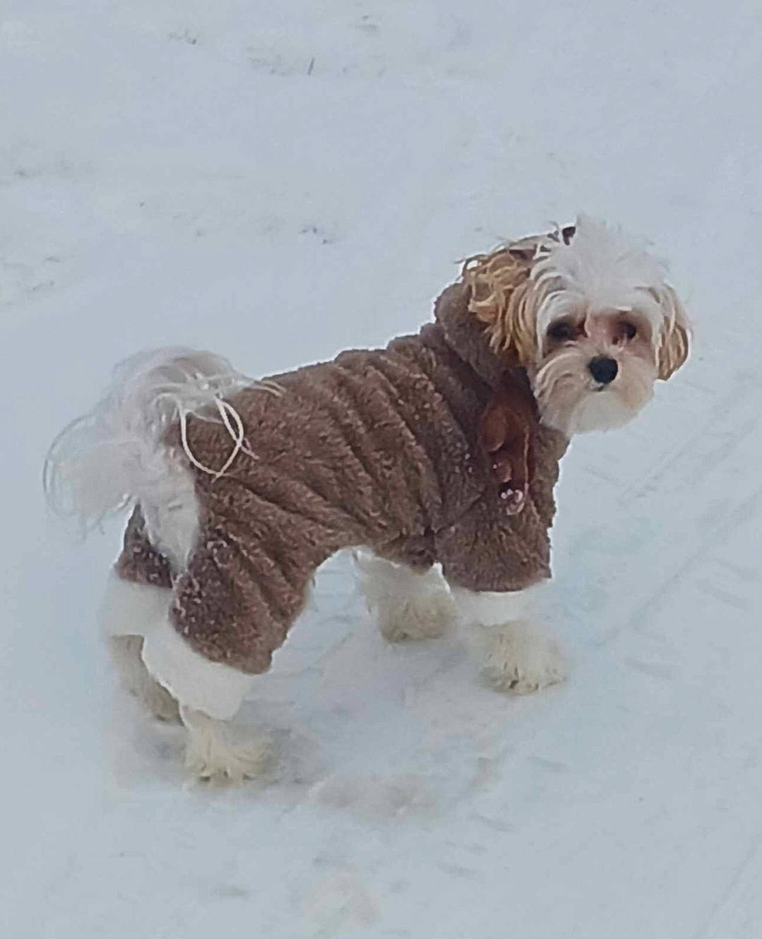 Squeaks is registered to the contest to win money with this photo: canidae, carnivore, companion_dog, dog, dog_breed, dog_clothes, dog_collar, dog_supply, fawn, fur, liver, pet_supply, small_terrier, snout, snow, sporting_group, tail, terrier, toy_dog, working_animal