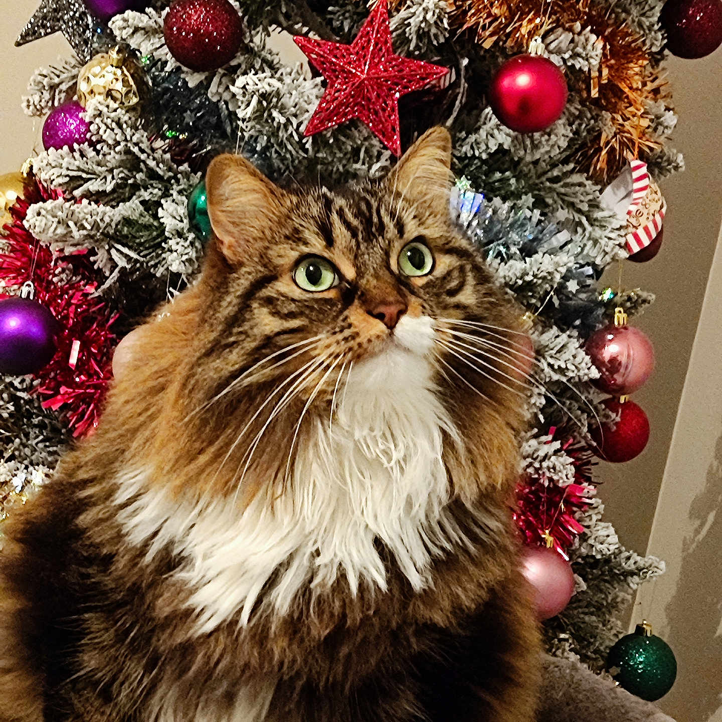 Brownies participe au concours pour gagner de l'argent avec cette photo : abyssinian, accessories, animal, cat, christmas, christmasdecorations, christmastree, conifer, festival, fir, flower, kitten, lighting, manx, ornament, pet, plant, sphere, tree, wood