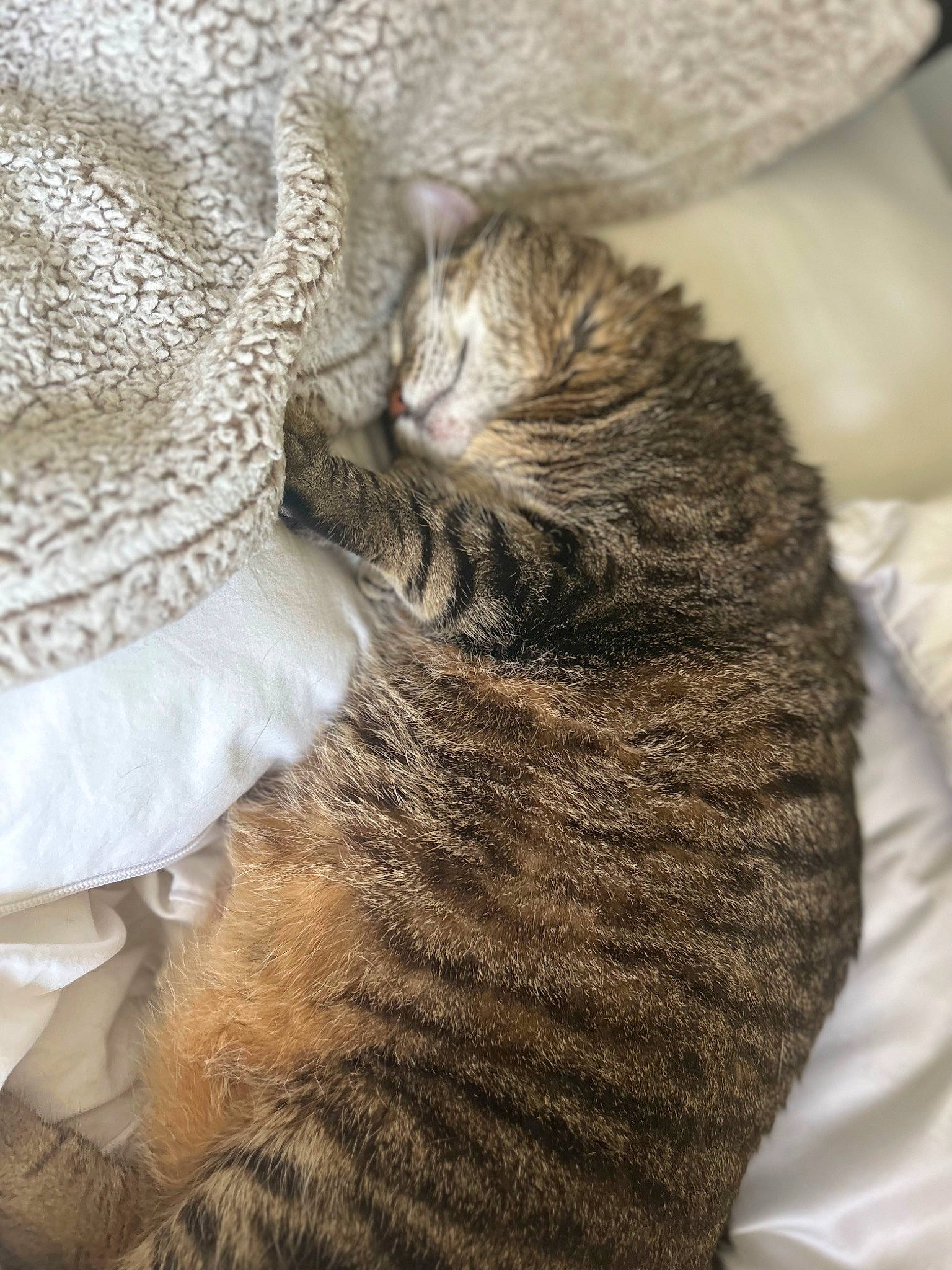 Girlfriend is registered to the contest to win money with this photo: carnivore, cat, claw, comfort, domestic_short_haired_cat, fawn, felidae, fur, hat, mammal, pattern, paw, small_to_medium_sized_cats, tail, terrestrial_animal, vertebrate, whiskers, wood, wool, woolen