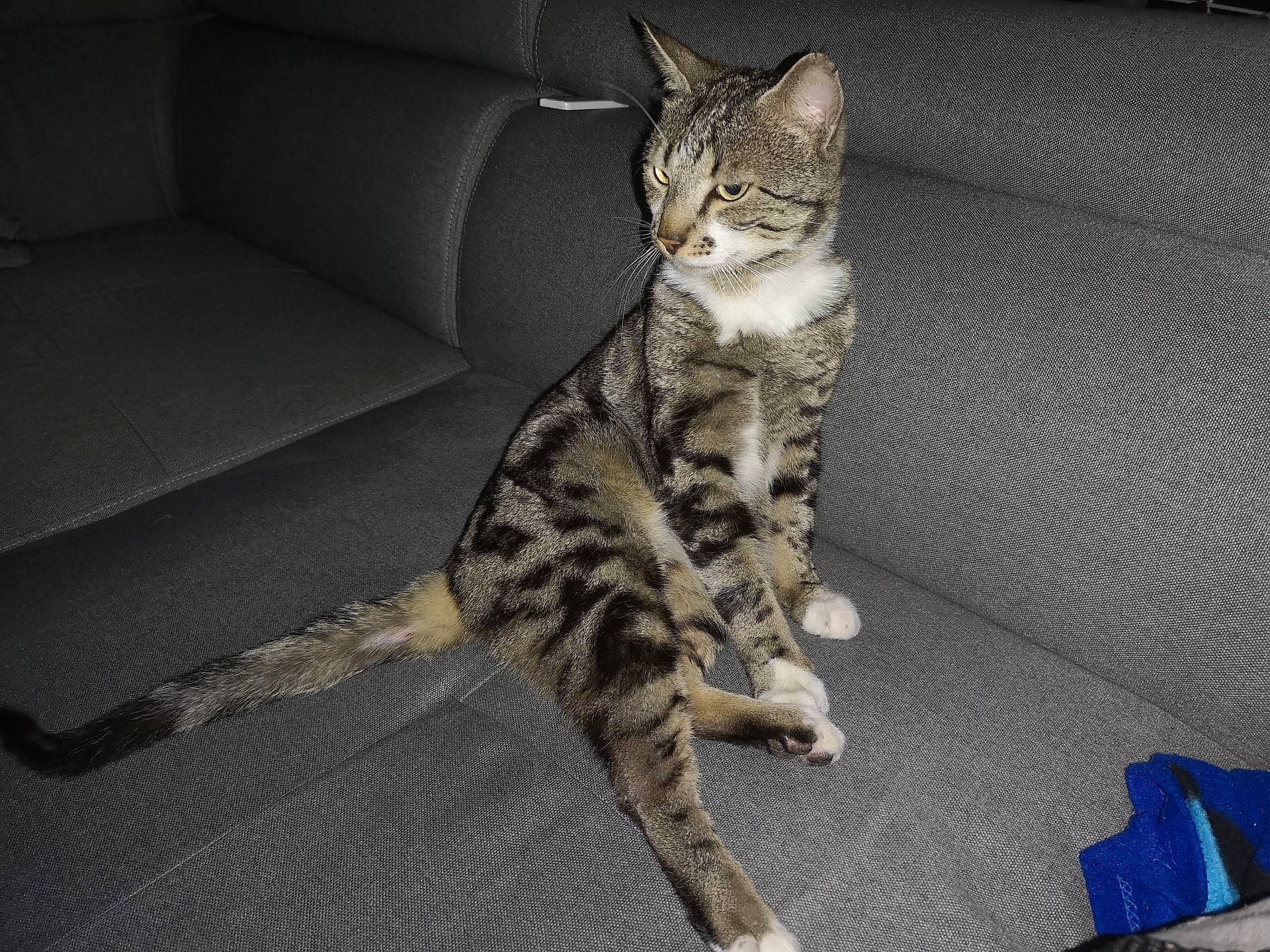 Rikiki Et Titou a rejoint le concours — aidez-le/la à gagner de superbes lots ! american_shorthair, american_wirehair, arabian_mau, asian, california_spangled, carnivore, cat, domestic_short_haired_cat, dragon_li, egyptian_mau, european_shorthair, felidae, kitten, mammal, ocicat, small_to_medium_sized_cats, sokoke, tabby_cat, vertebrate, whiskers