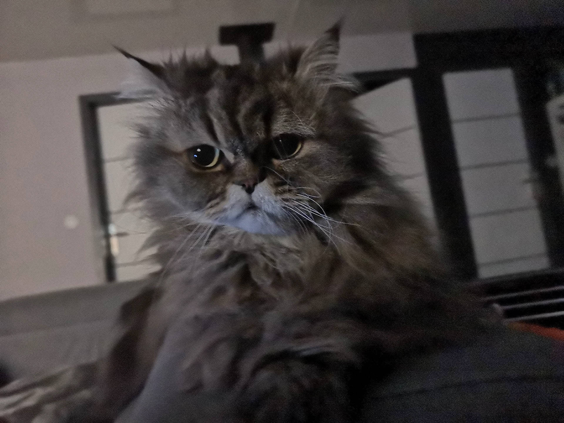 Rikiki Et Titou a rejoint le concours — aidez-le/la à gagner de superbes lots ! asian, asian_semi_longhair, british_longhair, british_semi_longhair, carnivore, cat, domestic_long_haired_cat, felidae, fur, kitten, maine_coon, mammal, norwegian_forest_cat, pixie_bob, ragamuffin, siberian, small_to_medium_sized_cats, snout, vertebrate, whiskers