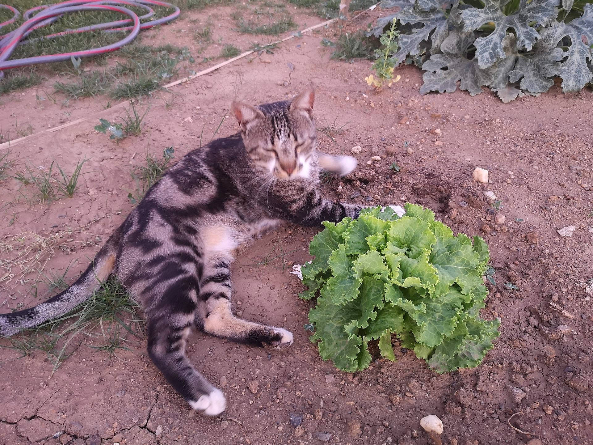 Rikiki Et Titou participe au concours pour gagner de l'argent avec cette photo : bengal, carnivore, cat, domestic_short_haired_cat, dragon_li, european_shorthair, felidae, grass, mammal, plant, small_to_medium_sized_cats, tabby_cat, tail, whiskers, wild_cat