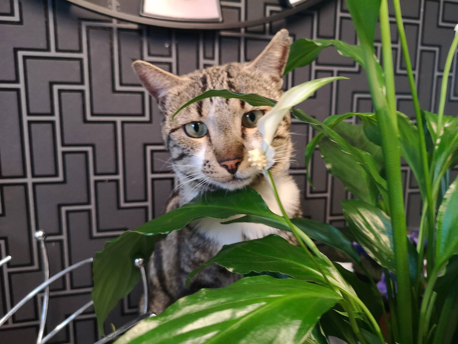 Rikiki Et Titou participe au concours pour gagner de l'argent avec cette photo : asian, carnivore, cat, domestic_short_haired_cat, european_shorthair, fawn, felidae, grass, green, lynx, mammal, plant, small_to_medium_sized_cats, vertebrate, whiskers, wild_cat, wildlife