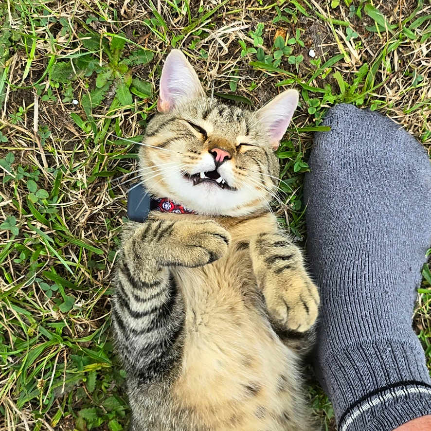 Horus participe au concours pour gagner de l'argent avec cette photo : animal, cat, clothing, face, footwear, glove, grass, head, hosiery, kitten, lawn, manx, person, pet, photography, plant, portrait, shoe, sock, soil