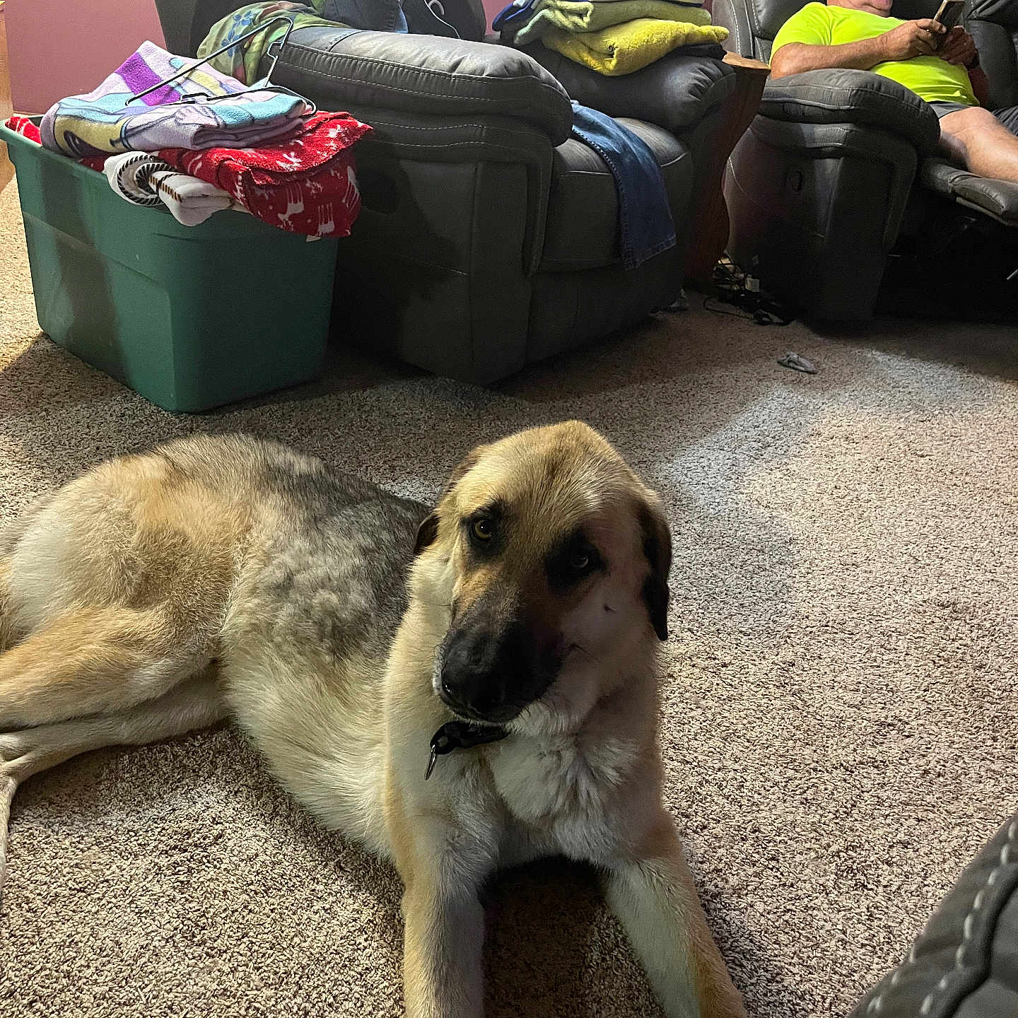 Jax is registered to the contest to win money with this photo: accessories, adult, animal, architecture, building, canine, couch, dog, electronics, furniture, glasses, indoors, livingroom, male, man, mobilephone, person, pet, phone, room