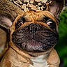 dog, french_bulldog, pet, animal, wide_eyes, face, ears, fur, brown, white_patch, nose, outdoor, rocks, greenery, close_up, portrait, cute, funny_expression, paw, small_dog
