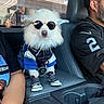 Chapo is registered to the contest to win money with this photo: dog, small_dog, fluffy, white_fur, sunglasses, pet, animal, car, vehicle, passenger_seat, sitting, sporty_outfit, jersey, sneakers, costume, cute, funny, portrait, indoors, daylight