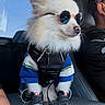 Chapo joined the competition — help win amazing prizes! cat, white_cat, fluffy, sunglasses, pet, animal, car, car_interior, seated, sweater, clothing, shoes, miniature_shoes, fashion, cute, funny, portrait, closeup, travel, passenger