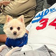 Chapo is registered to the contest to win money with this photo: dog, puppy, fluffy, white_dog, blue_jersey, pet, animal, portrait, couch, people, indoor, sitting, cute,  귀여운, face, eyes, ears, sportswear, home, photography