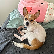 Sir joined the competition — help win amazing prizes! dog, small_dog, bed, pillow, plush_toy, pink_pillow, white_and_brown_dog, ears, fur, cute, pet, indoor, resting, looking_at_camera, cozy, blanket, sleeping_area, animal, companion, domestic_animal