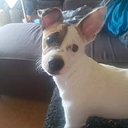 Guizmo a rejoint le concours — aidez-le/la à gagner de superbes lots ! accessories, adult, animal, bulldog, canine, chihuahua, couch, cushion, dog, furniture, homedecor, hound, husky, indoors, male, man, person, pet, puppy, terrier