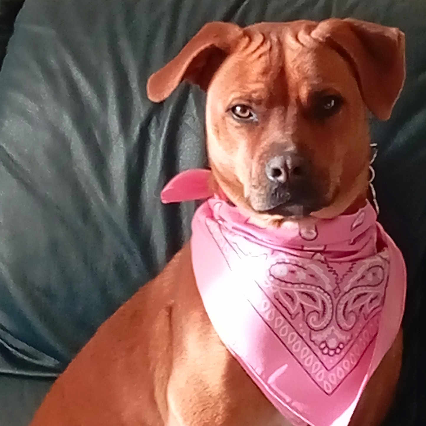 Maya participe au concours pour gagner de l'argent avec cette photo : alert, animal, bandana, brown_fur, canine, closeup, collar, dog, ears, face, fur, furniture, home, indoor, leather_couch, looking_at_camera, pet, pink, portrait, sitting