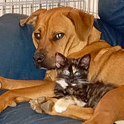 Harmonie Et Maya participe au concours pour gagner de l'argent avec cette photo : animal_bond, animal_companions, blue_couch, brown_dog, close_up, companionship, couch, cuddling, cute, dog, domestic_animals, friendly, furniture, indoor, kitten, pets, relaxing, resting, snuggling, tortoiseshell_kitten