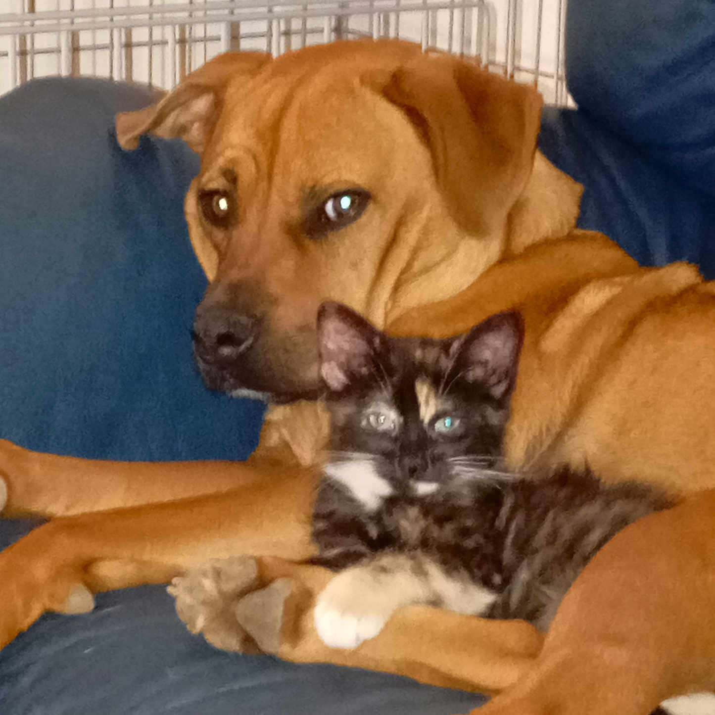 Harmonie Et Maya