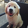 puppy, dog, golden_retriever, smiling, happy, sitting, chair, woven_chair, outdoor, cafe, table, pet, fur, cute, animal, canine, young_dog, friendly, daylight, portrait