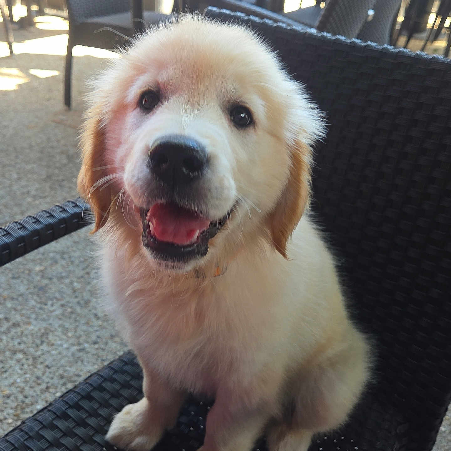 Belle participe au concours pour gagner de l'argent avec cette photo : puppy, dog, golden_retriever, smiling, happy, sitting, chair, woven_chair, outdoor, cafe, table, pet, fur, cute, animal, canine, young_dog, friendly, daylight, portrait