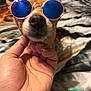 Gizmo joined the competition — help win amazing prizes! canidae, carnivore, chihuahua, cool, dog, dog_breed, eyewear, fawn, finger, glasses, goggles, hand, nose, rat_terrier, snout, sunglasses, toy_dog, toy_fox_terrier, vision_care