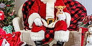Gizmo is registered to the contest to win money with this photo: christmas, christmas_decoration, christmas_eve, christmas_ornament, christmas_stocking, christmas_tree, event, fictional_character, holiday, holiday_ornament, interior_design, lap, santa_claus, tradition, tree